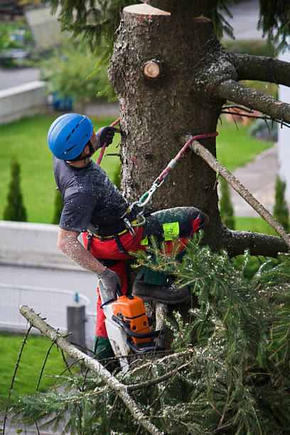 How Our Tree Care Process Works  in  North Enid, OK